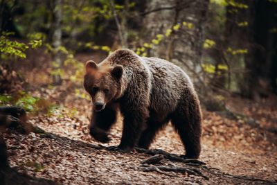 Bear walking on land in forest