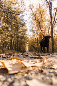 Surface level of dog standing in forest