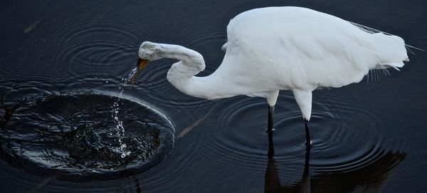 Close-up of swan in lake