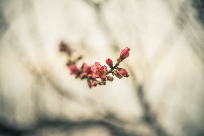 Close-up of red flowering plant