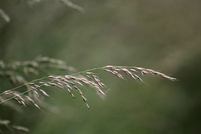 Close-up of plant