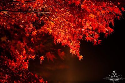 Maple tree during autumn