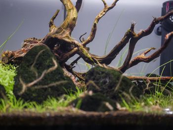 Close-up of dead plant on land