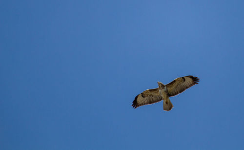 Low angle view of bird flying against clear blue sky