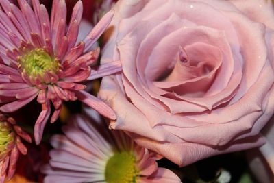 Close-up of pink flower