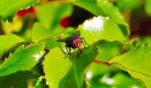 Close-up of insect on plant