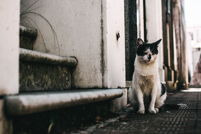 Portrait of cat stray sitting outdoors