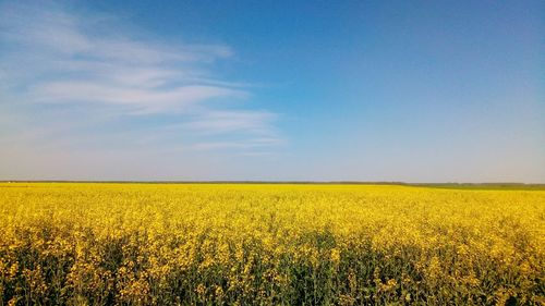 Scenic view of oilseed rape field against sky