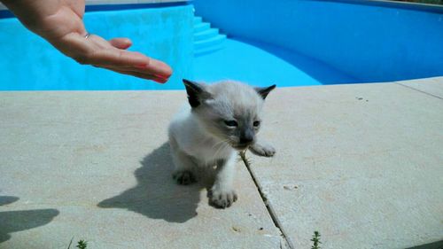 Close-up of hand playing with cat