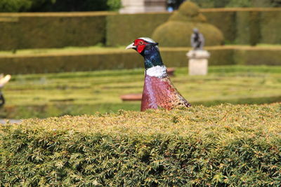 Bird on a field