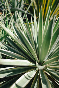 High angle view of succulent plant