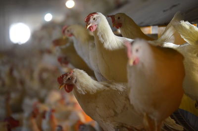 View of two laying hens