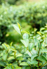 Close-up of green plant