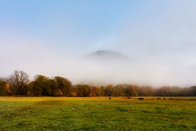 Scenic view of grassy field against sky