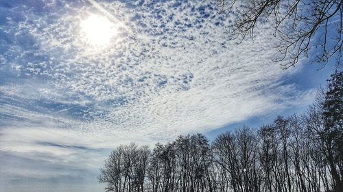 Low angle view of bare trees against sky