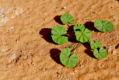 High angle view of leaves on sand