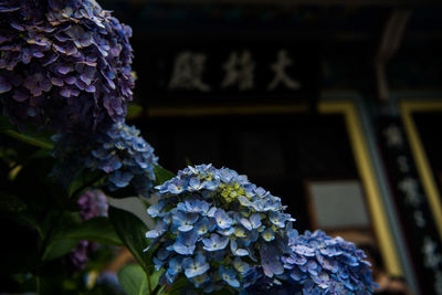 Close-up of hydrangea flowers