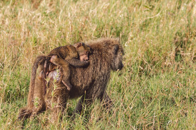 Baboon with cub walking on a field