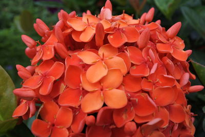 Close-up of red flowering plant