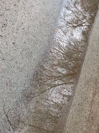 High angle view of bare trees in puddle