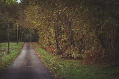 Empty road amidst trees in forest