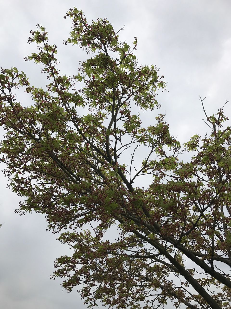 low angle view, nature, tree, growth, no people, sky, beauty in nature, outdoors, day, backgrounds, close-up