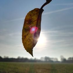 Close-up of leaf hanging on field against sky