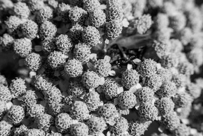 Full frame shot of fresh flowers