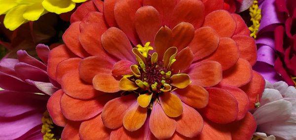 Close-up of red flowering plant