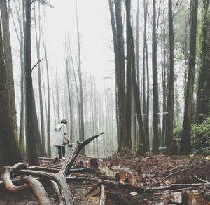 Horse cart on tree in forest