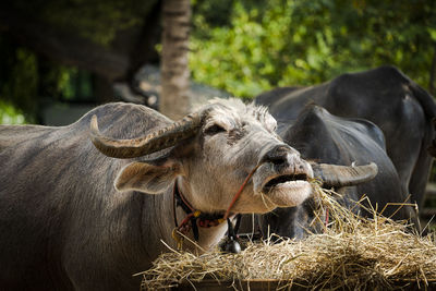 Close-up of cow