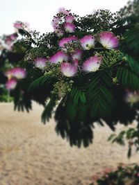 Close-up of pink flower tree against sky