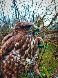 Wounded eurasian sparrowhawk. 