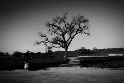 Bare tree on road against clear sky