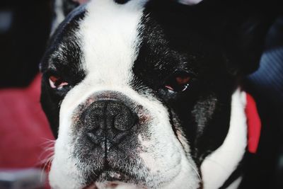 Close-up portrait of black dog