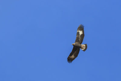 Low angle view of eagle flying against clear blue sky