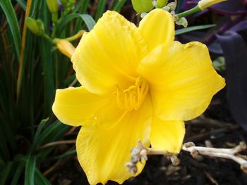 Close-up of yellow flower blooming outdoors