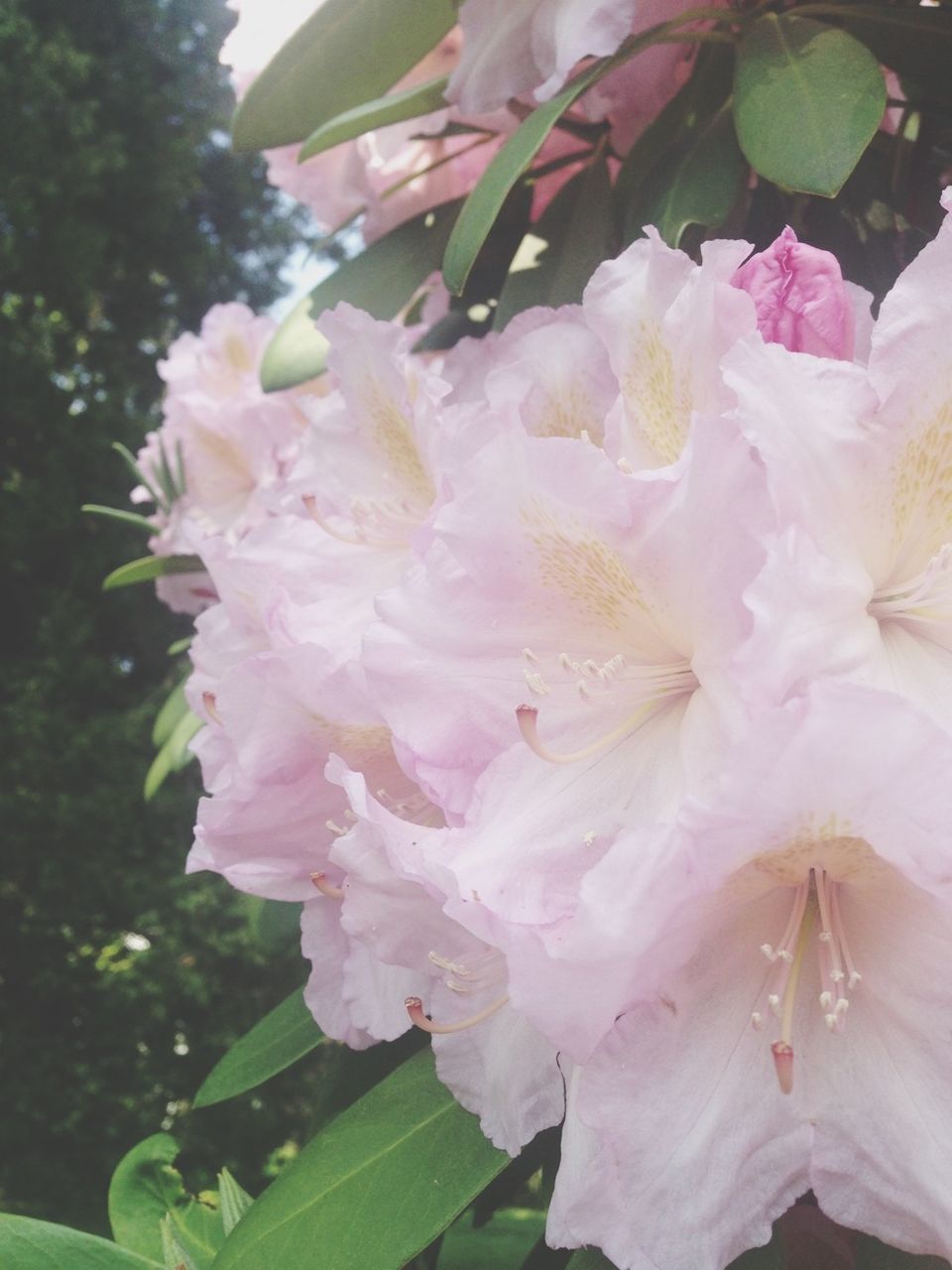 flower, freshness, petal, fragility, growth, flower head, pink color, beauty in nature, close-up, nature, blooming, focus on foreground, plant, in bloom, blossom, park - man made space, stamen, pollen, outdoors, pink