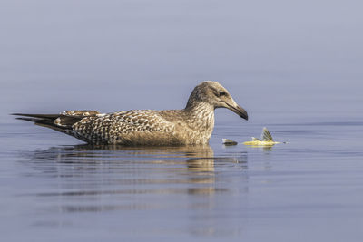 A juvenile seagull with fish prey on the lake