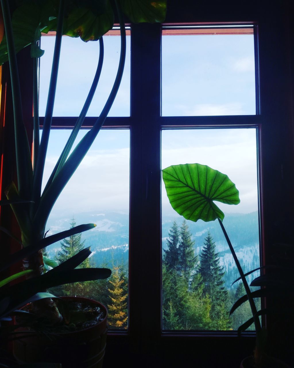 window, glass - material, transparent, plant, nature, indoors, tree, no people, day, sky, growth, glass, potted plant, leaf, plant part, close-up, beauty in nature, green color, window frame