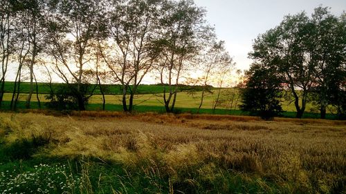 Scenic view of grassy field against sky