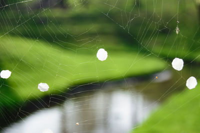 Close-up of spider web