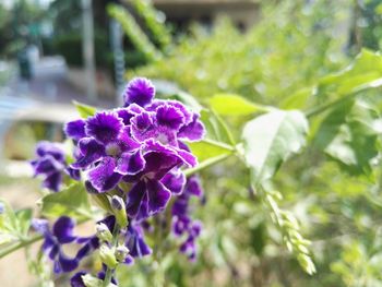 Close-up of purple flowers