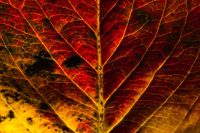 leaf