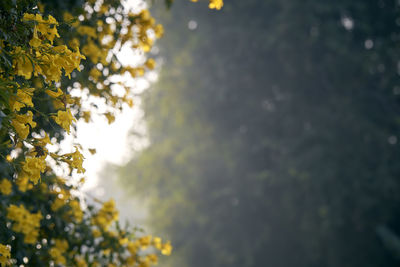 Low angle view of trees against sky