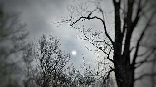 Close-up of bare tree against sky