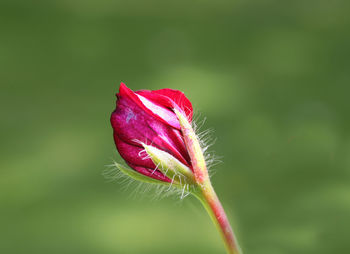 Close-up of pink flower bud