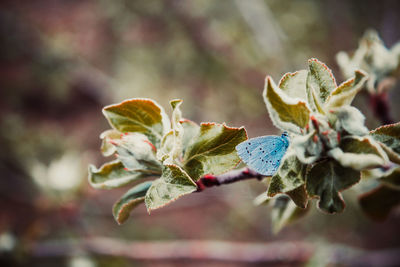 Close-up of flowering plant leaves