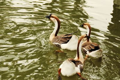Duck swimming on lake
