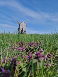 Close-up of purple flowering plants on field